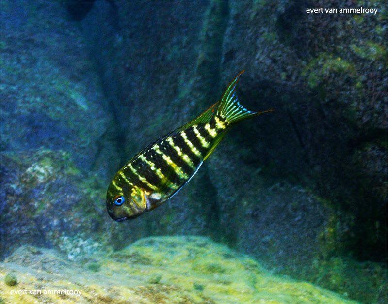 Tropheus polli 'Mabilibili Bay'